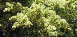 obilno-cvjetanje
